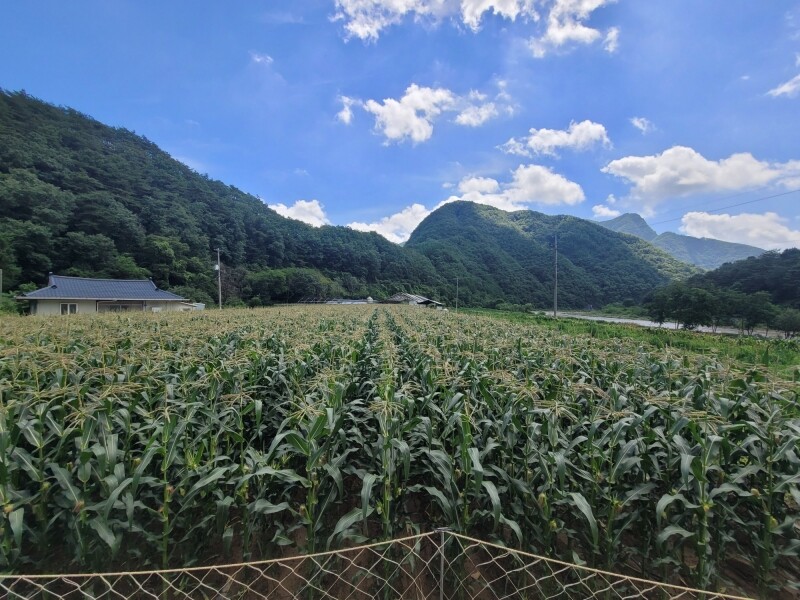 강원더몰,강원도 옥수수 10개 영월 찰옥수수 예약주문