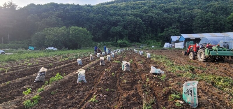강원더몰,[라이브특가]강원도 영월 감자 설봉감자10kg(중,대 혼합)